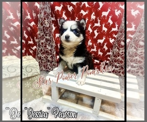 Pomsky Litter for sale in SEVIERVILLE, TN, USA