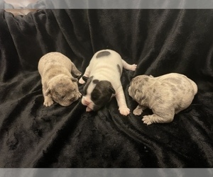 French Bulldog Litter for sale in TOWSON, MD, USA