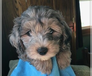 Sheepadoodle Litter for sale in FABIUS, NY, USA