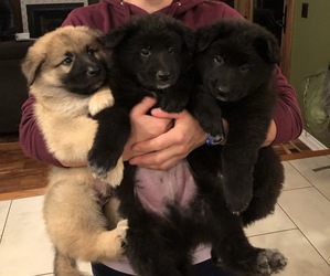 Belgian Sheepdog Litter for sale in FAIRVIEW, OR, USA