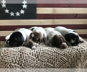German Shorthaired Pointer Litter for sale in NEWMANSTOWN, PA, USA