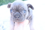 Small Photo #1 French Bulldog Puppy For Sale in GRANADA HILLS, CA, USA