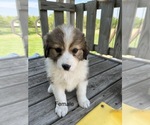 Small Photo #1 Australian Shepherd-Great Pyrenees Mix Puppy For Sale in MORRILL, KS, USA