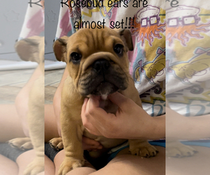 English Bulldog Litter for sale in SPRING, TX, USA