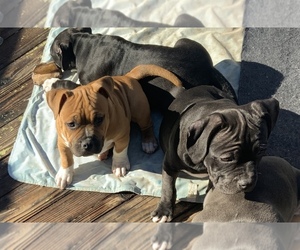 American Bully Litter for sale in ARVADA, CO, USA