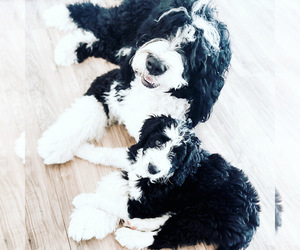 Bernedoodle Litter for sale in GRANTS PASS, OR, USA