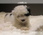 Small Poodle (Miniature)-YorkiePoo Mix