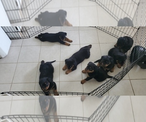Rottweiler Litter for sale in SANTA ANA, CA, USA