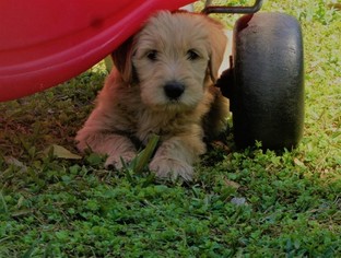 Double Doodle Litter for sale in SARASOTA, FL, USA