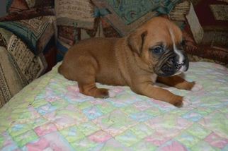 Boxer Litter for sale in WEBB CITY, MO, USA