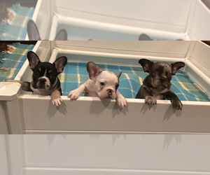 French Bulldog Litter for sale in BERMUDA DUNES, CA, USA