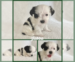 Morkie Litter for sale in BONNIEVILLE, KY, USA