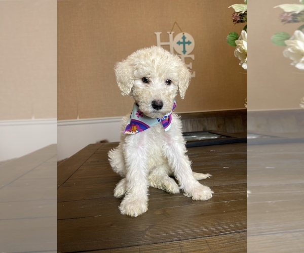 Medium Photo #1 Goldendoodle Puppy For Sale in SUMTER, SC, USA