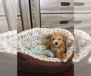 Poodle (Toy) Litter for sale in RANCHO CORDOVA, CA, USA