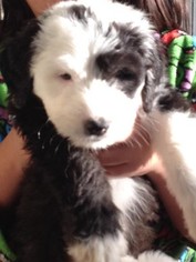 Old English Sheepdog Litter for sale in BLUE SPRINGS, MO, USA
