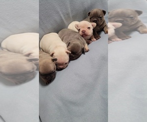 French Bulldog Litter for sale in REDMOND, OR, USA