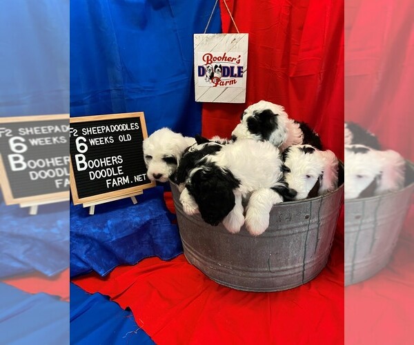 Medium Photo #1 Sheepadoodle Puppy For Sale in BELLEFONTE, PA, USA
