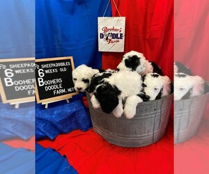 Sheepadoodle Litter for sale in BELLEFONTE, PA, USA
