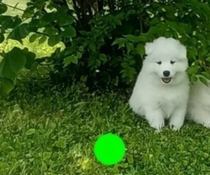 Samoyed Litter for sale in BEAVERCREEK, OH, USA