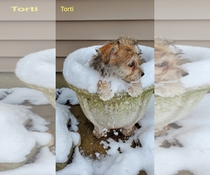 Yorkshire Terrier Litter for sale in EAST LEROY, MI, USA
