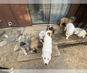 German Shepherd Dog-Great Pyrenees Mix Litter for sale in ARDMORE, OK, USA