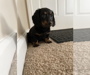 Dachshund Litter for sale in PERRYSBURG, OH, USA