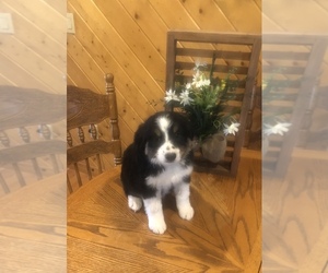 Australian Shepherd Litter for sale in TIMBO, AR, USA