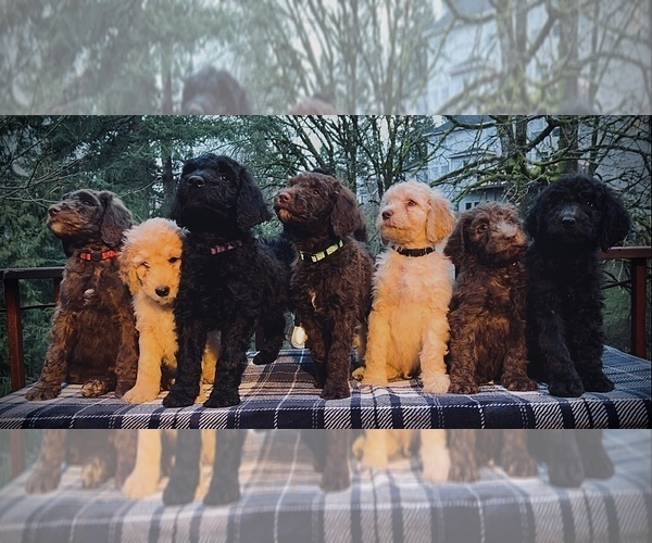 Medium Photo #1 Goldendoodle Puppy For Sale in WEST LINN, OR, USA