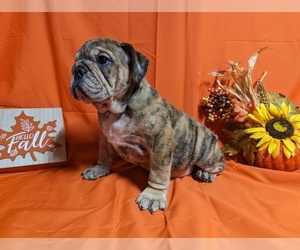 Bulldog Litter for sale in GREEN FOREST, AR, USA