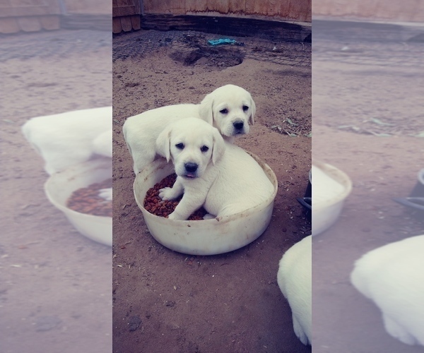 Medium Photo #1 Labrador Retriever Puppy For Sale in FORT LUPTON, CO, USA