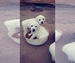 Labrador Retriever Litter for sale in FORT LUPTON, CO, USA