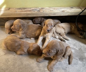 Goldendoodle Litter for sale in NORCO, CA, USA