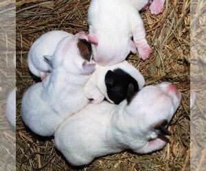 Jack Russell Terrier Litter for sale in APPLE GROVE, WV, USA