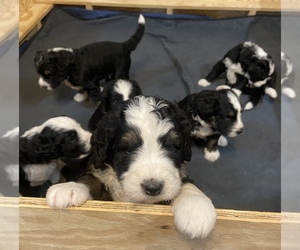 Bernedoodle Litter for sale in ASHLAND, OH, USA