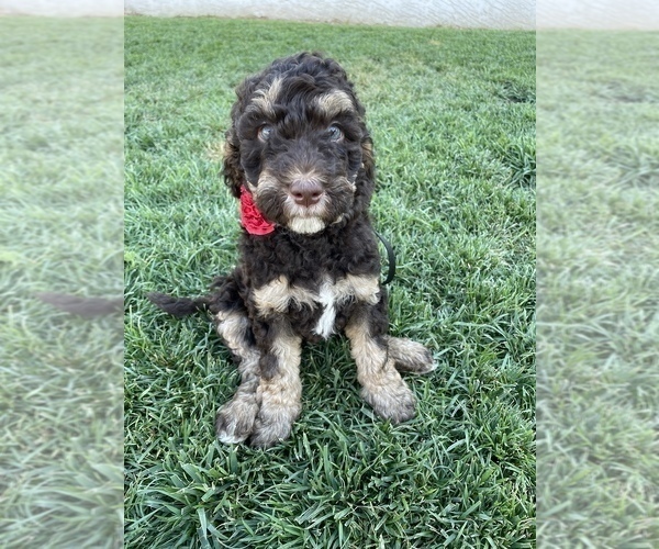 Medium Photo #1 Labradoodle Puppy For Sale in MODESTO, CA, USA