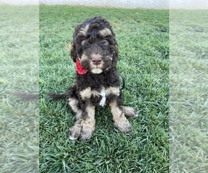 Labradoodle Litter for sale in MODESTO, CA, USA