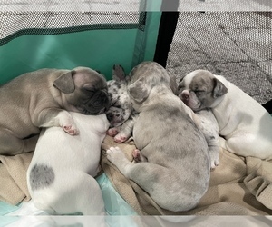 French Bulldog Litter for sale in WHITTIER, CA, USA