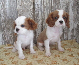 Cavalier King Charles Spaniel Litter for sale in STRATFORD, WI, USA