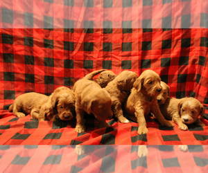 Goldendoodle Litter for sale in OAK LAWN, IL, USA