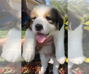 Great Bernese Litter for sale in OVERLAND, KS, USA