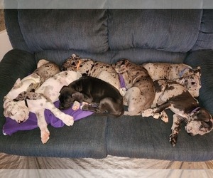 Great Dane Litter for sale in BARKER, NY, USA