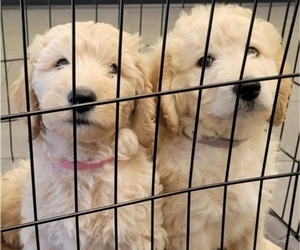 Goldendoodle Litter for sale in ESCONDIDO, CA, USA