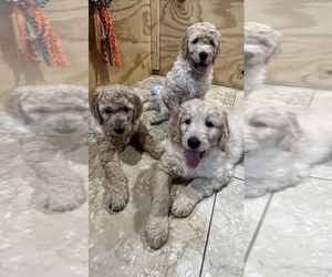 Goldendoodle Litter for sale in MICHIGAN CITY, IN, USA