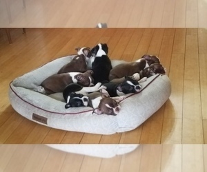 Boston Terrier Litter for sale in CHANDLERSVILLE, OH, USA