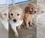 Small Photo #1 Goldendoodle Puppy For Sale in WALNUT GROVE, MO, USA