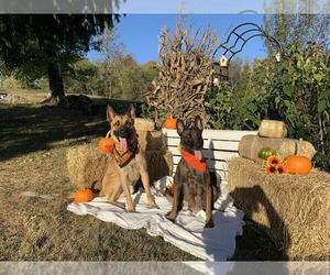 Belgian Malinois Litter for sale in LOST CREEK, WV, USA