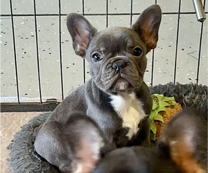 French Bulldog Litter for sale in CROSBY, TX, USA
