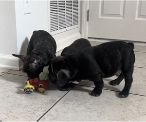 French Bulldog Litter for sale in SAINT JOHNS, FL, USA