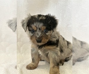 F2 Aussiedoodle Litter for sale in COLUMBIA, TN, USA