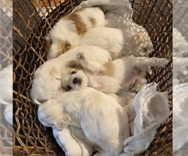 Medium Photo #1 Morkie Puppy For Sale in WELLSBORO, PA, USA